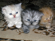 Персидские котята (котики)