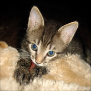 Неповторимый котёнок Матис (1.5 мес.) в добрые руки