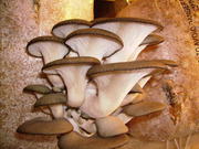 Хотите вырастить грибы сами?  мицелий грибов по цене производителя!