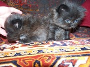 персидские котята продажа в туле
